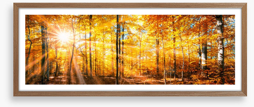 Autumn beams panorama