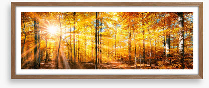 Autumn beams panorama