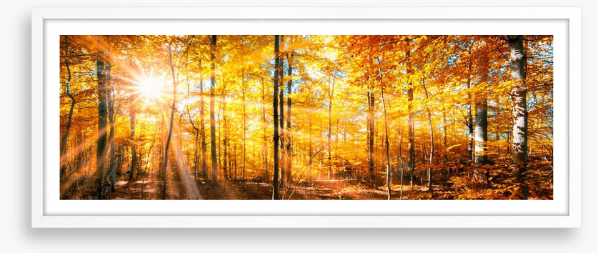 Autumn beams panorama