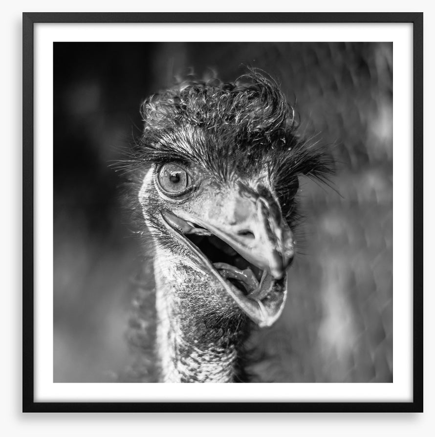 Happy emu