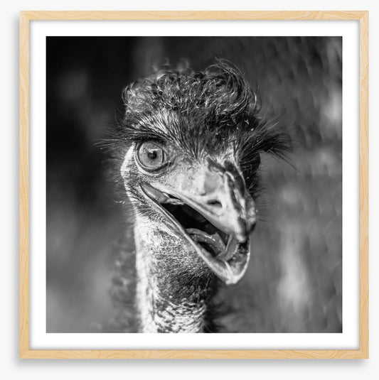 Happy emu