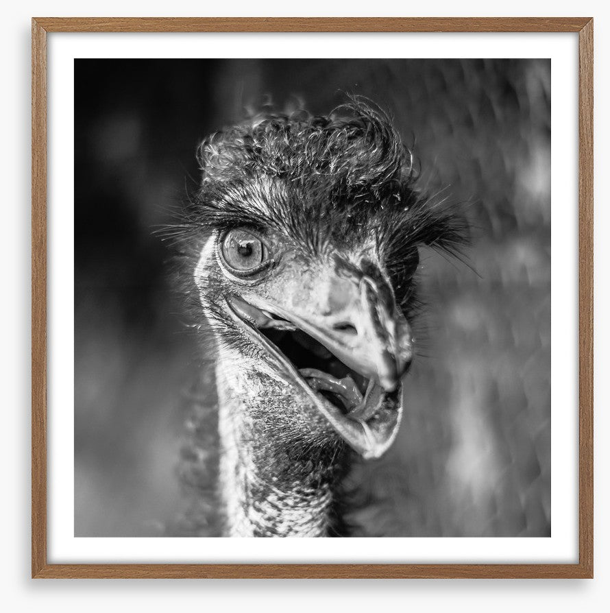 Happy emu