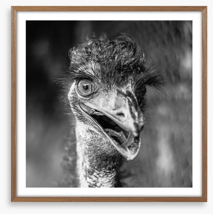 Happy emu