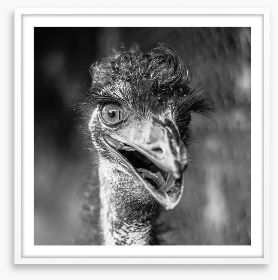 Happy emu
