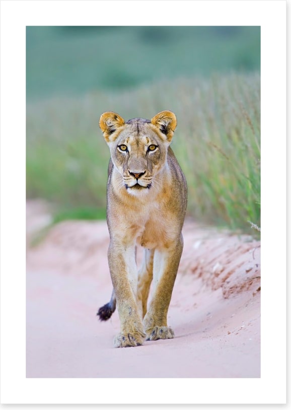 Queen of the Kalahari