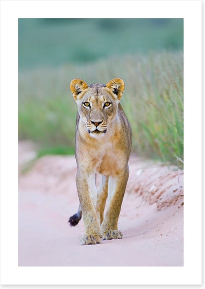 Queen of the Kalahari