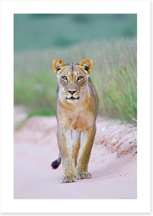 Queen of the Kalahari