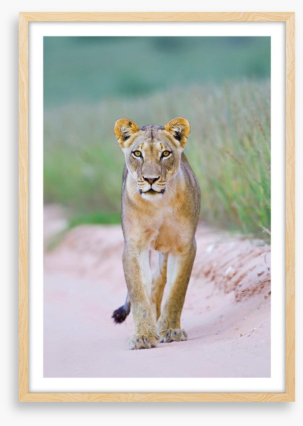 Queen of the Kalahari