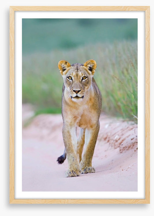Queen of the Kalahari