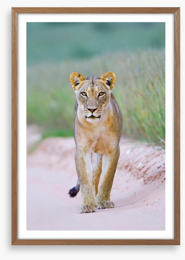 Queen of the Kalahari