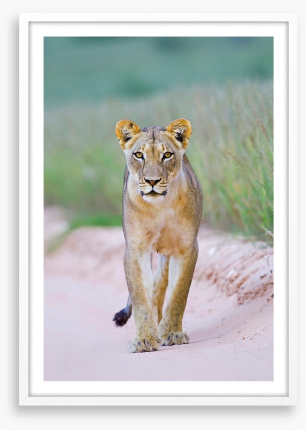 Queen of the Kalahari