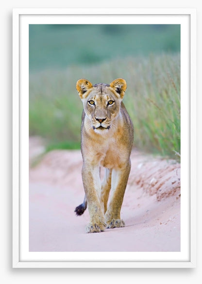 Queen of the Kalahari