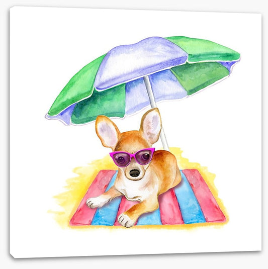 Bruiser at the beach