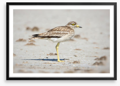 Solitary stone curlew