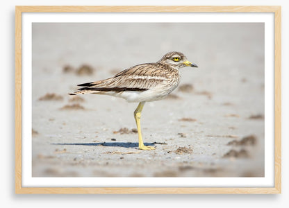 Solitary stone curlew