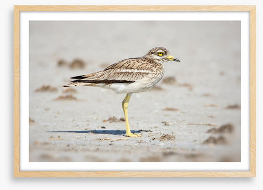 Solitary stone curlew