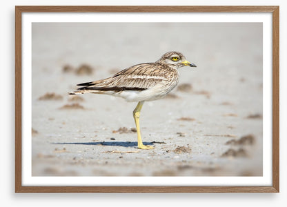 Solitary stone curlew