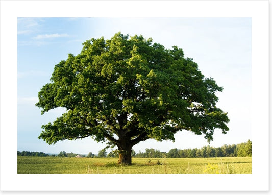 The great oak