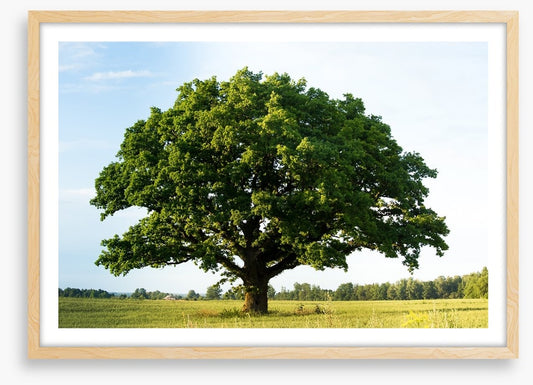 The great oak
