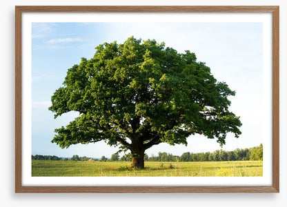 The great oak