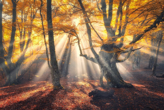 Aethereal autumn sun