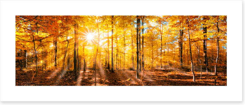 Forests
