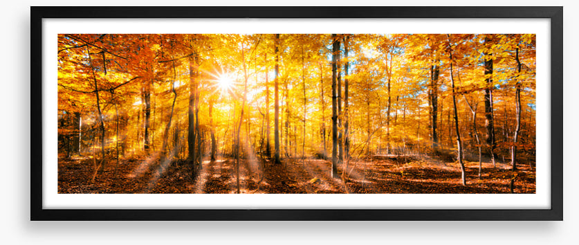 Forests