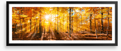 Forests