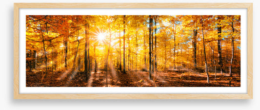 Forests