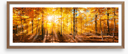 Forests