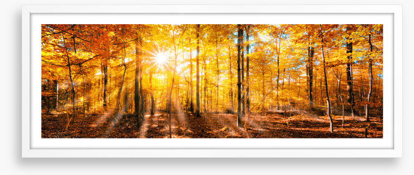 Forests