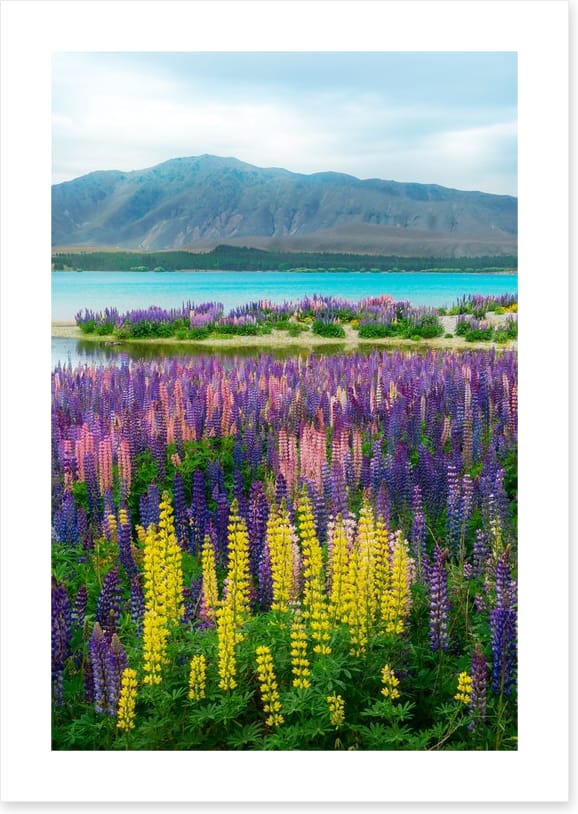 Lupin over the lake