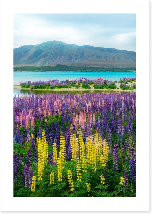 Lupin over the lake