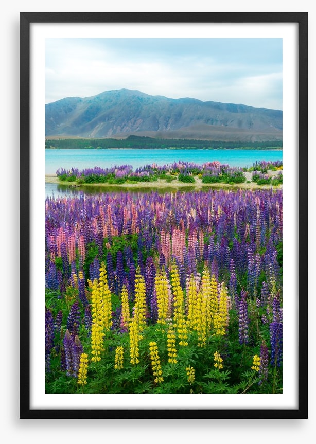 Lupin over the lake