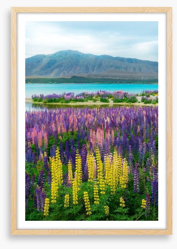 Lupin over the lake