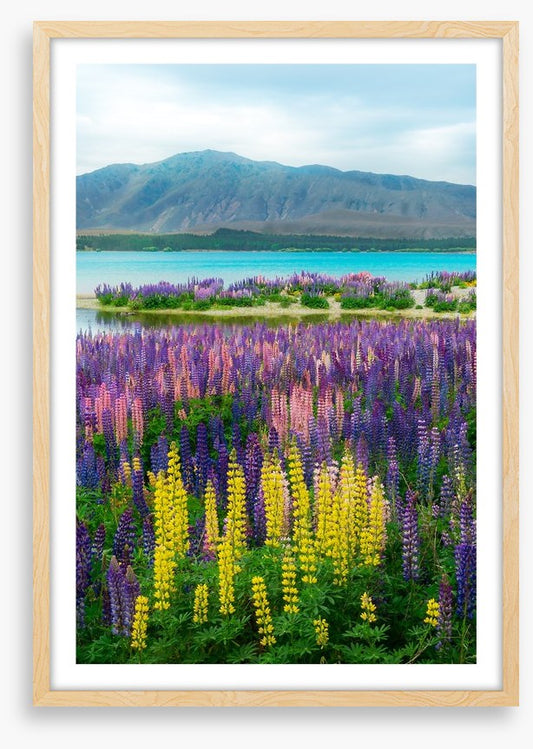 Lupin over the lake