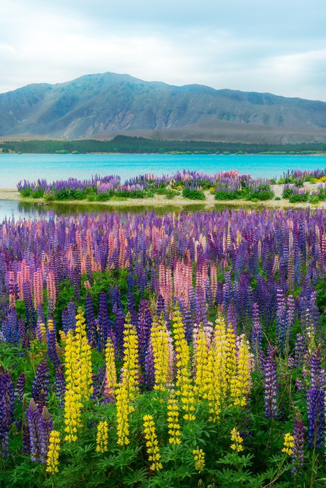 Lupin over the lake