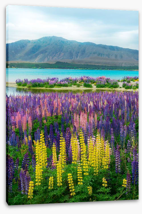 Lupin over the lake