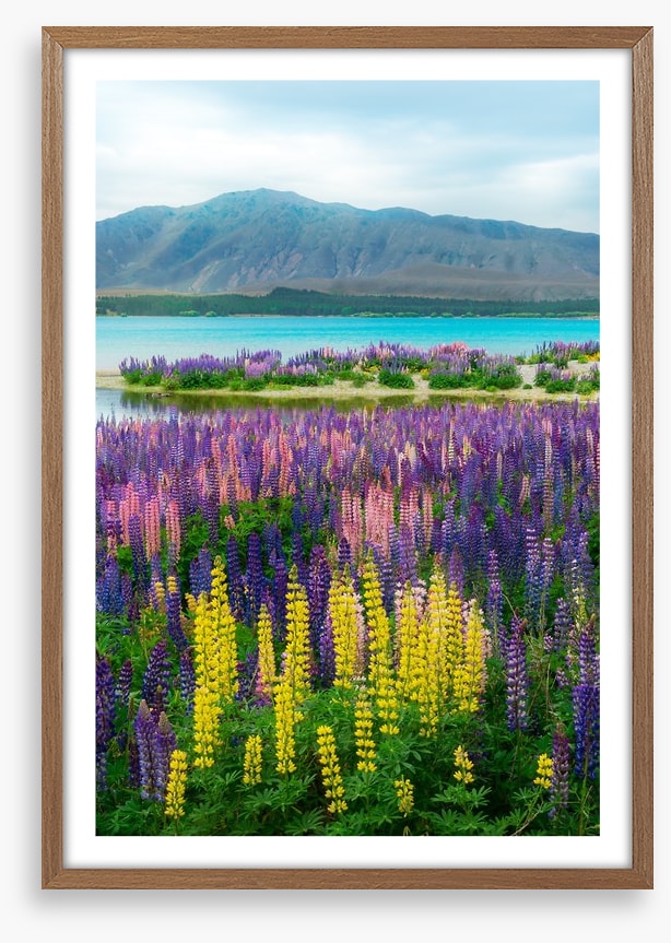 Lupin over the lake
