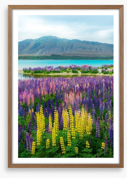 Lupin over the lake