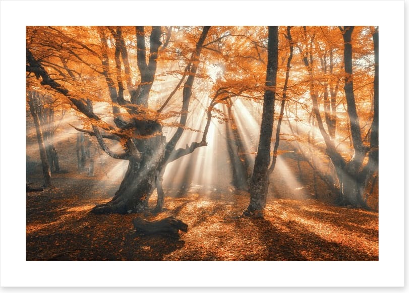 Aethereal autumn forest