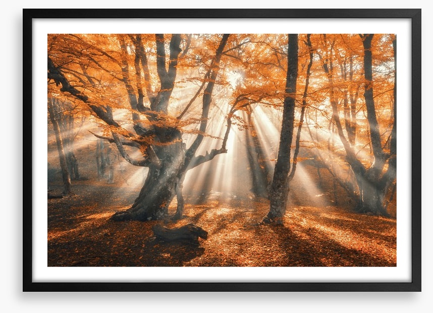 Aethereal autumn forest