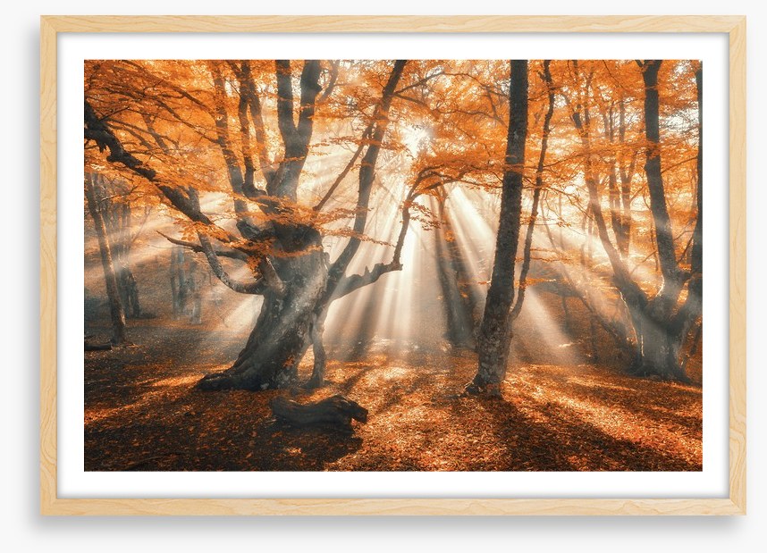 Aethereal autumn forest