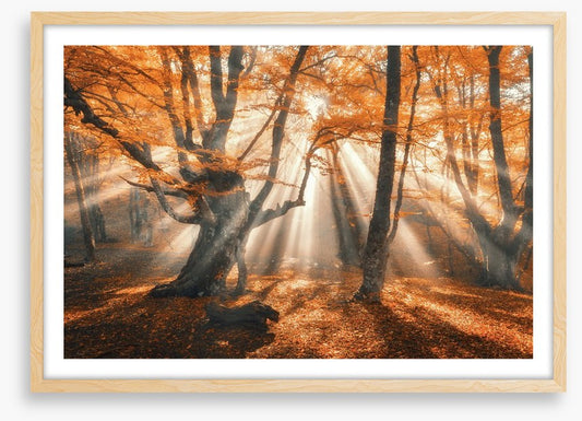 Aethereal autumn forest
