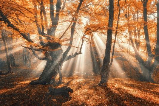 Aethereal autumn forest