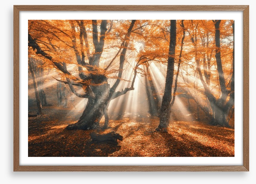Aethereal autumn forest