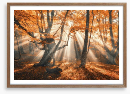 Aethereal autumn forest