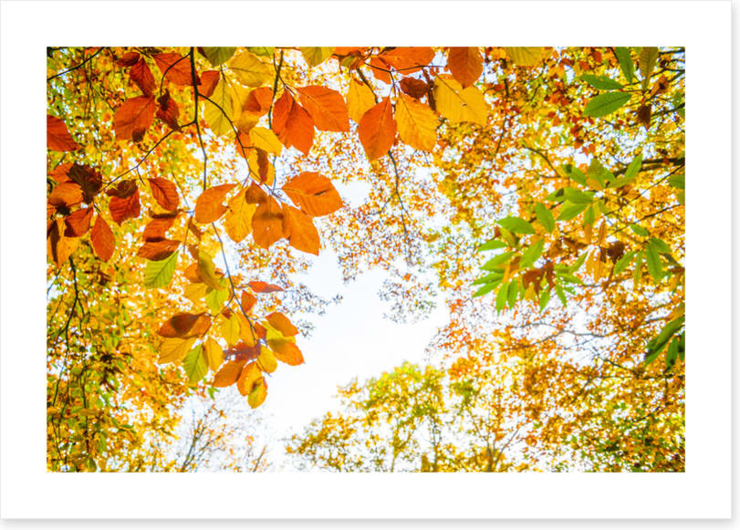 An autumn sky