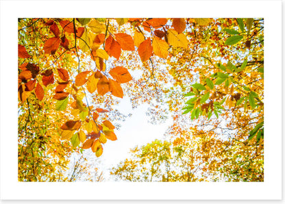 An autumn sky