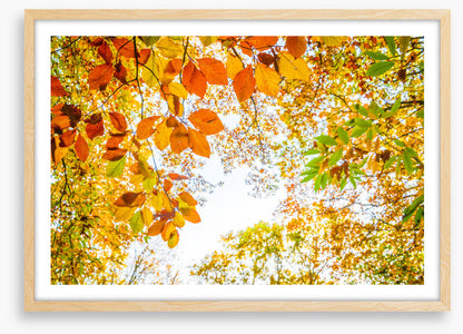 An autumn sky